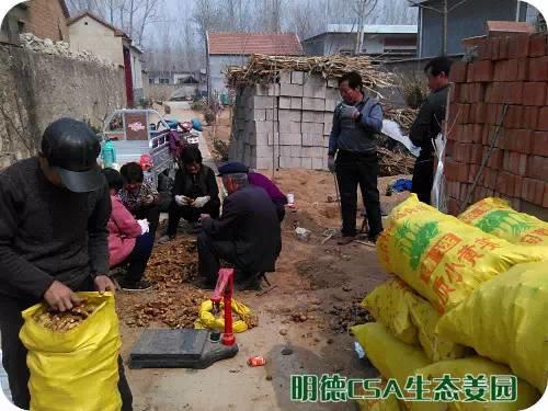 简报：3.5-3.28日 姜园选购 筛选 晾晒姜种3万5千斤