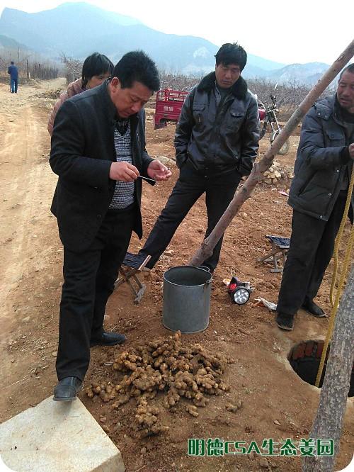 简报：3.5-3.28日 姜园选购 筛选 晾晒姜种3万5千斤