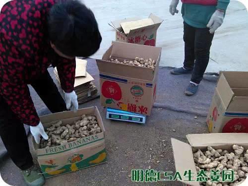 简报：3.5-3.28日 姜园选购 筛选 晾晒姜种3万5千斤