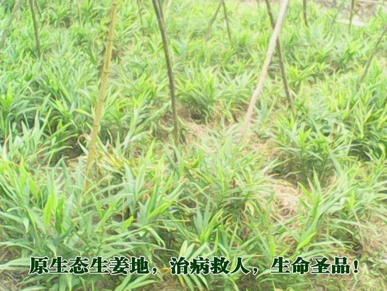 预售团购2018年11月‘七不’小黄姜鲜姜5斤 明德生态姜园心法农业恭献