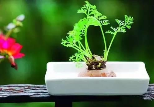 生姜就是“富贵竹”,拿剩菜做盆栽,美爆了 生姜就是“富贵竹”,拿剩菜做盆栽,美爆了