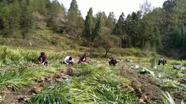 明安'七不'小黄姜 2018姜种1斤 心法农业明德姜园精选培育三代2017年留纯种