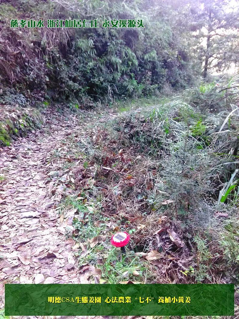 提前订购预售特惠 2019年原始点药用‘七不’小黄姜干姜片1斤 包邮 明德生态姜园心法农业恭制