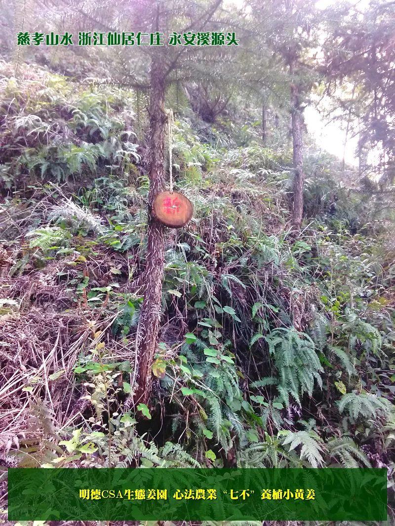 提前订购预售特惠 2019年原始点药用‘七不’小黄姜干姜片1斤 包邮 明德生态姜园心法农业恭制