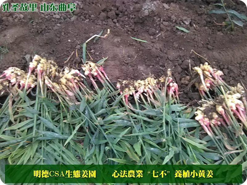 提前订购预售特惠 2019年原始点药用‘七不’小黄姜干姜片1斤 包邮 明德生态姜园心法农业恭制