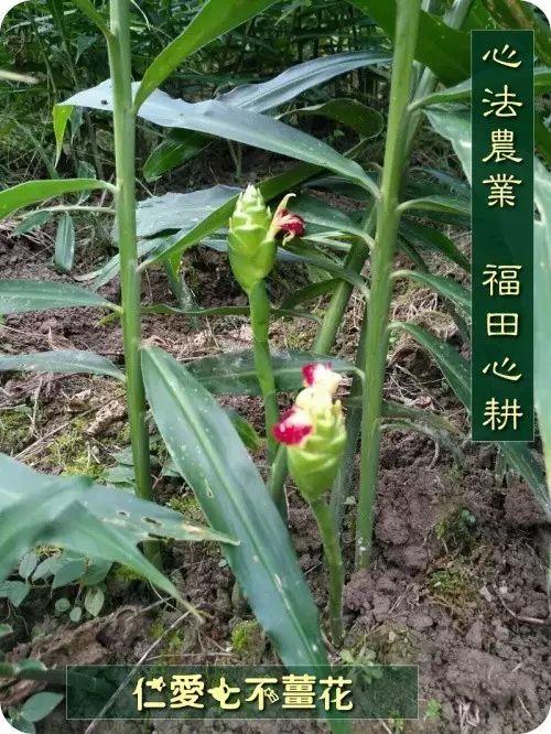 冬至养生|寒冷的冬天里，生姜竟然有这么多作用！