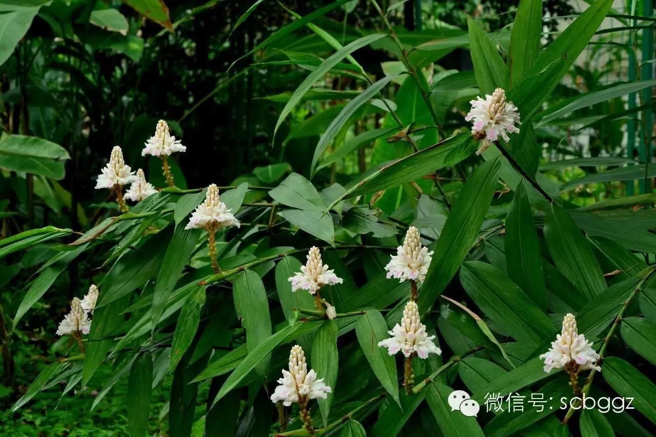 四月姜园 醉美姜花