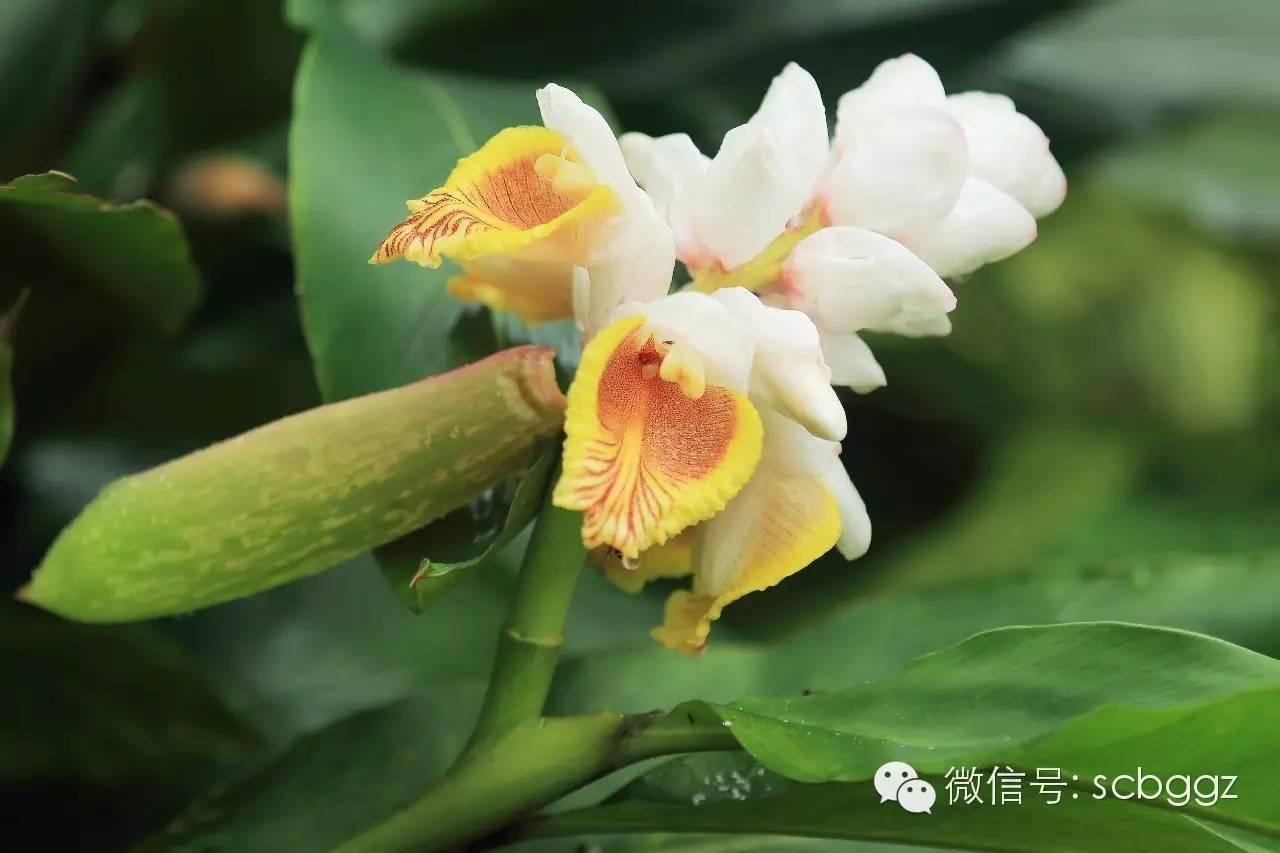 四月姜园 醉美姜花 四月姜园 醉美姜花