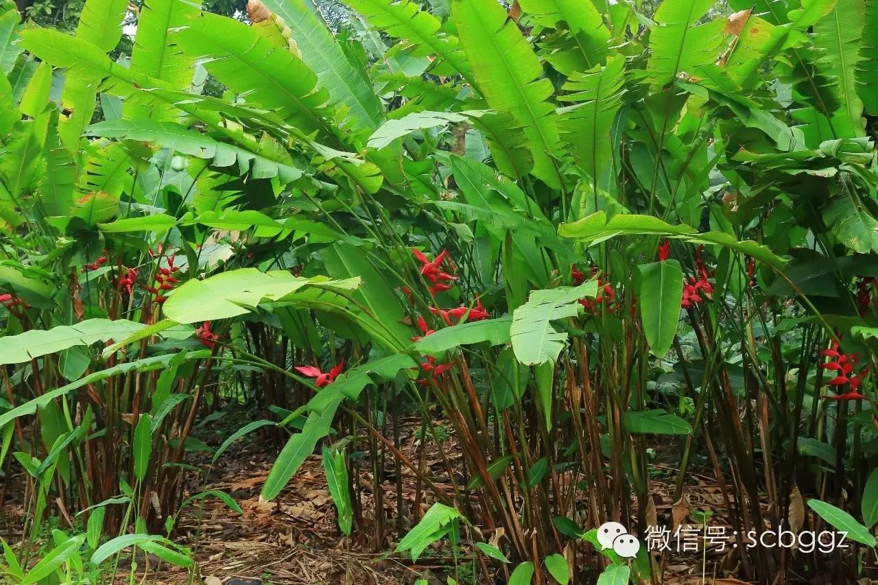 四月姜园 醉美姜花 四月姜园 醉美姜花