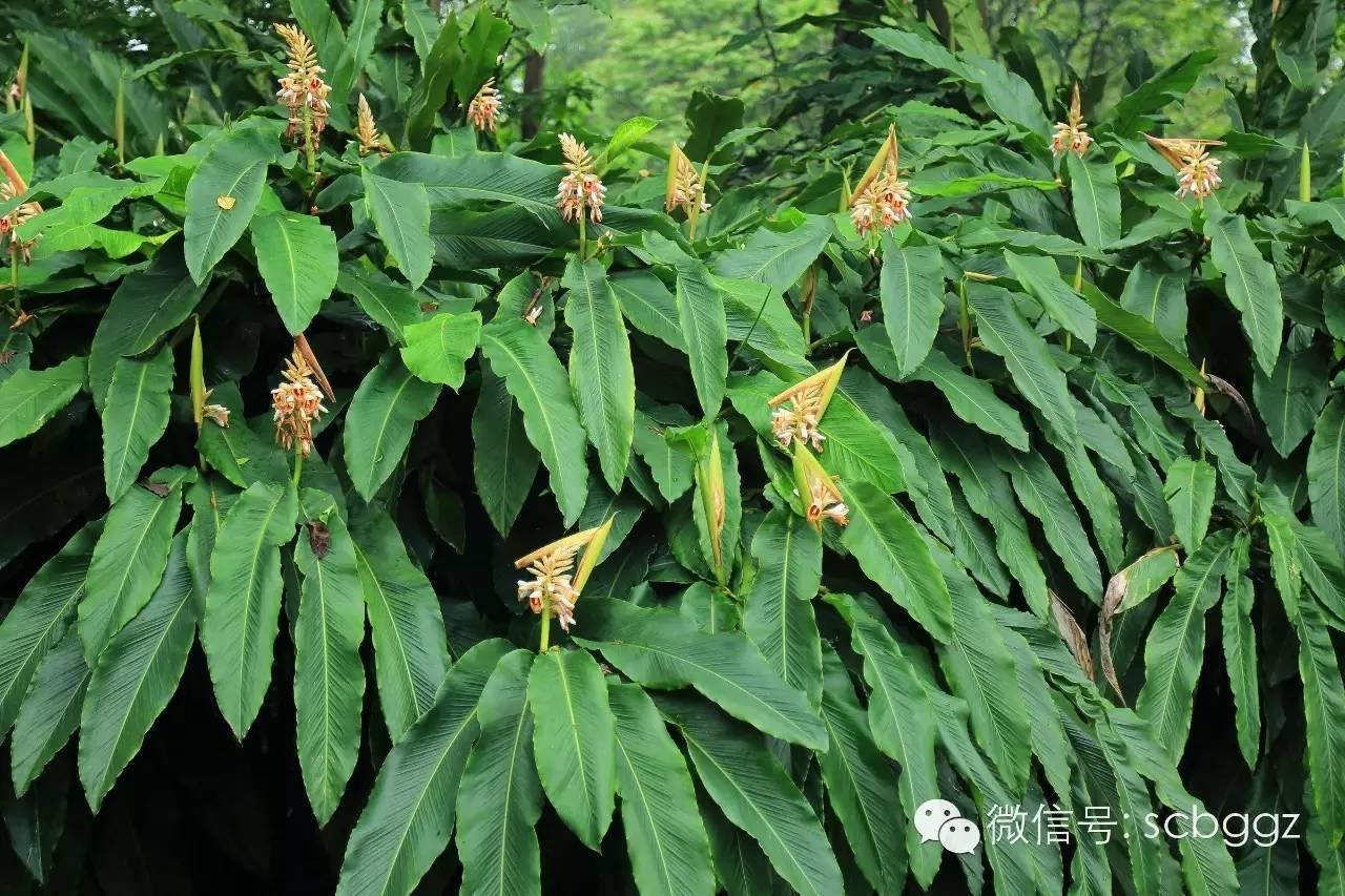 四月姜园 醉美姜花 四月姜园 醉美姜花