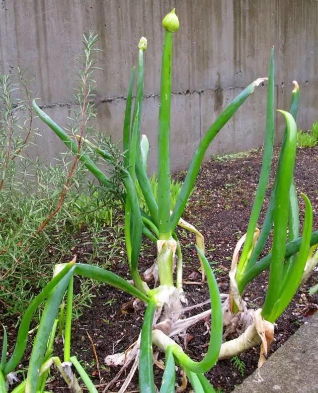 她切了块姜扔到土里，阳台瞬间变菜园，再也不用去买菜！