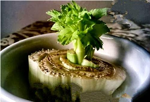 她切了块姜扔到土里，阳台瞬间变菜园，再也不用去买菜！