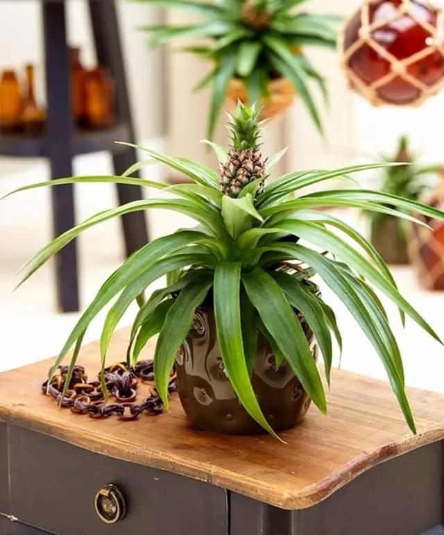 她切了块姜扔到土里，阳台瞬间变菜园，再也不用去买菜！