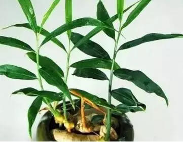 家里种生姜,全家都安康! 盆栽姜 有竹韵!-七不姜 生姜养生网-明德CSA生态姜园&明安农业