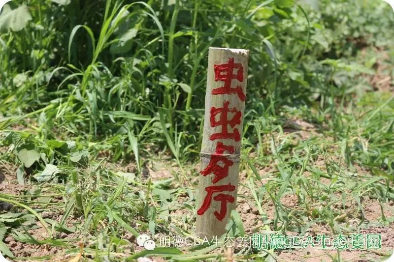 明德生态姜园“七不”生态小黄姜鲜姜10斤份额 包邮预售特惠 全年免费代存储 明德生态姜园“七不”生态小黄姜鲜姜10斤份额 包邮预售特惠 全年免费代存储