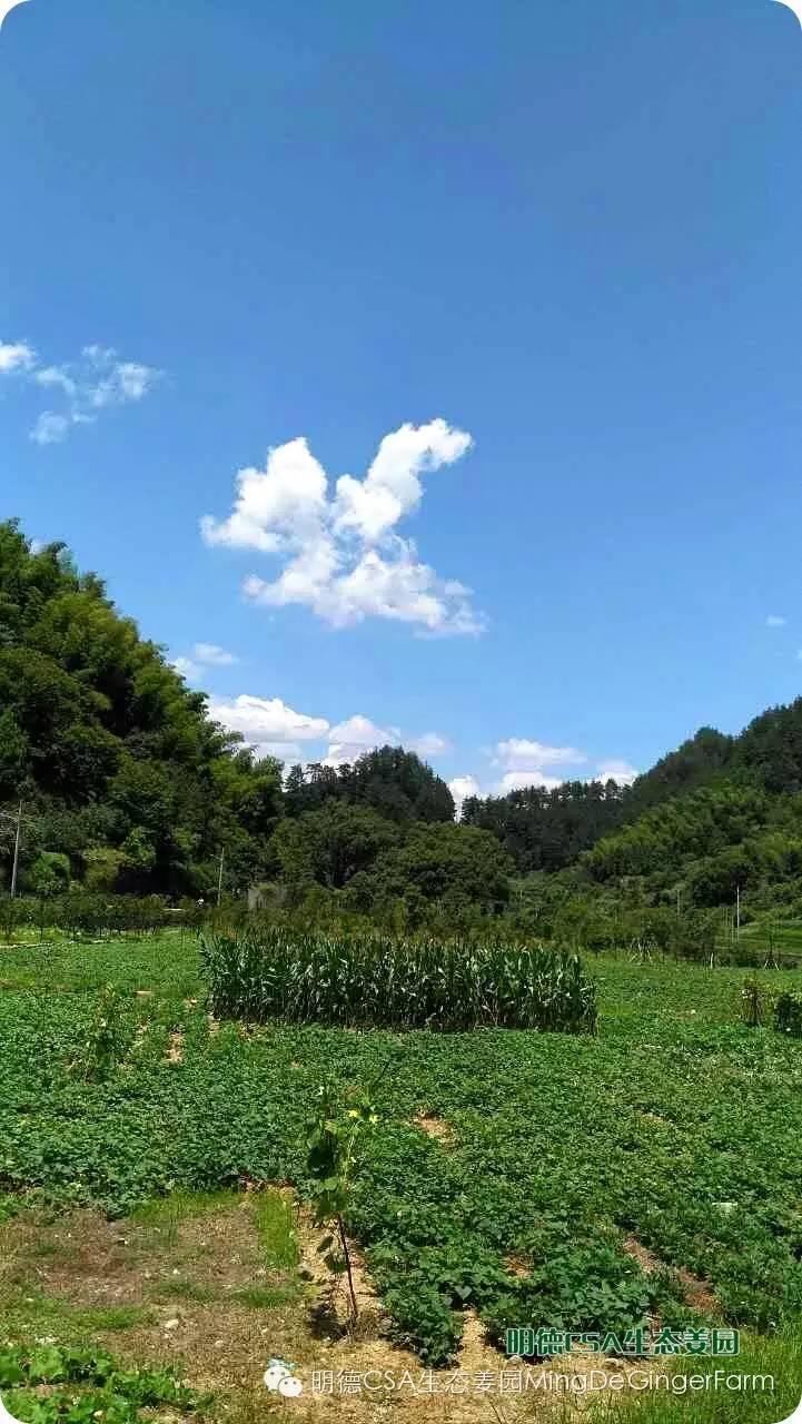 明德CSA生态姜园 浙江 仙居 仁庄村“七不”生态小黄姜成长日志 7月25日