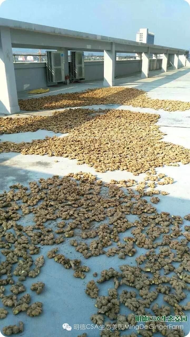 明德CSA生态姜园 浙江仙居仁庄村“七不”小黄姜基地介绍