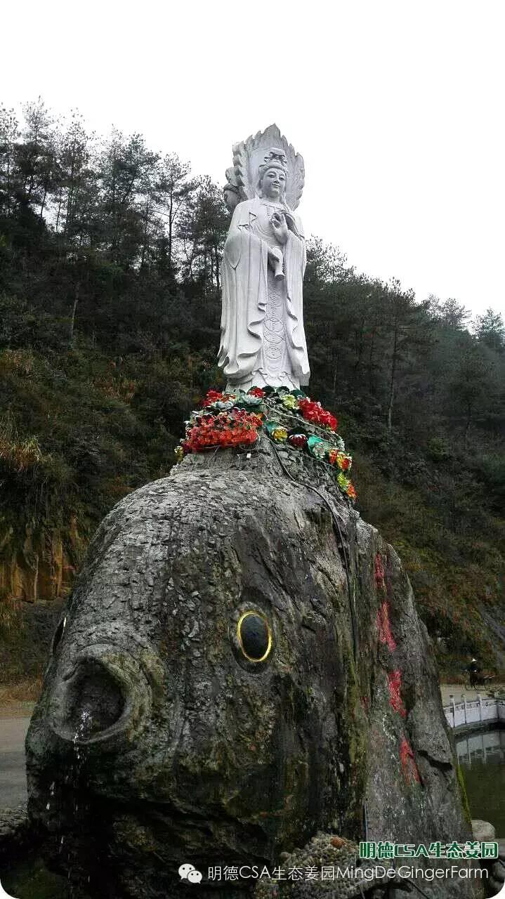 明德CSA生态姜园 浙江仙居仁庄村“七不”小黄姜基地介绍