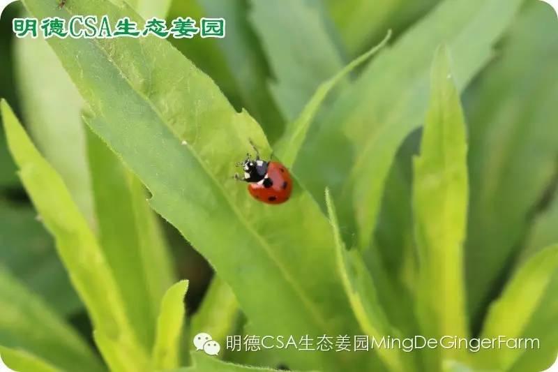 做农业必懂的19个创意流行概念