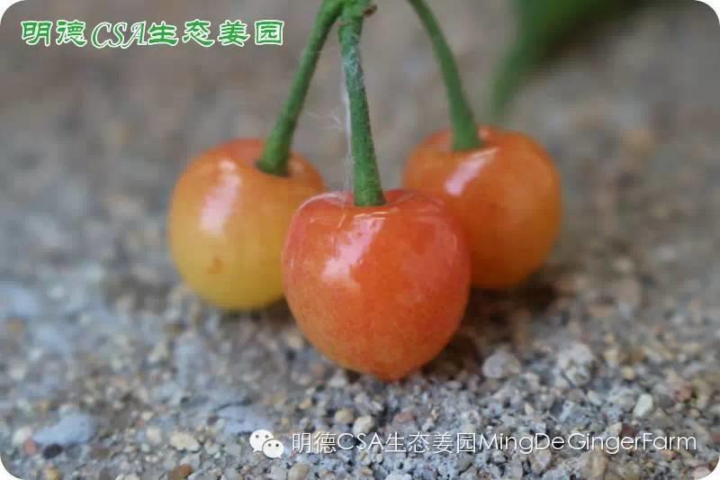 做农业必懂的19个创意流行概念