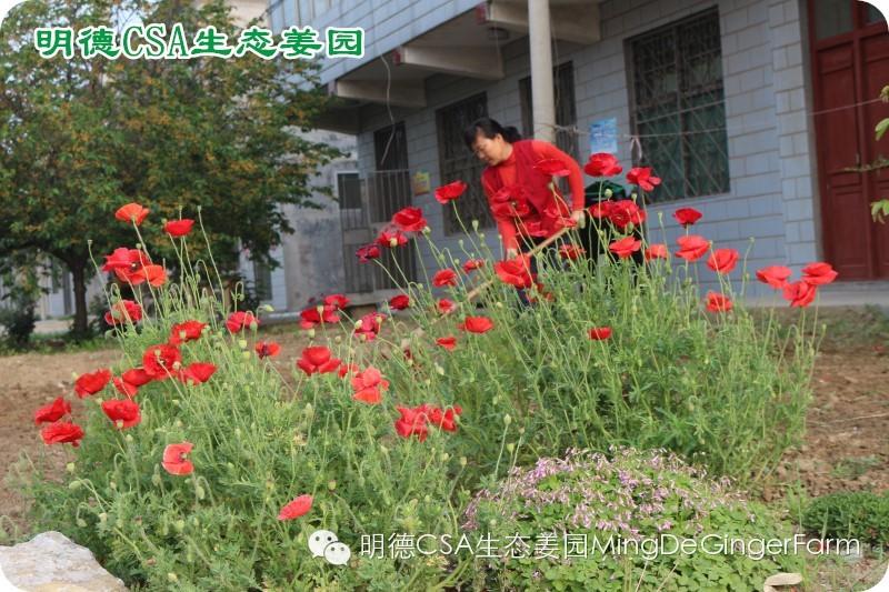 做农业必懂的19个创意流行概念