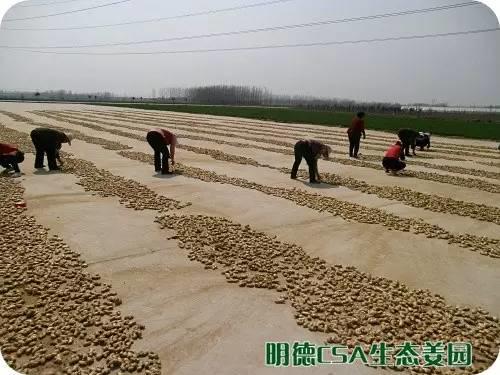 小黄姜种植技术图文详解