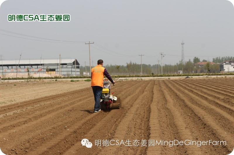 小黄姜种植技术图文详解