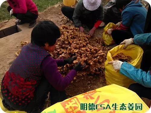 简报：3.5-3.28日 姜园选购 筛选 晾晒姜种3万5千斤