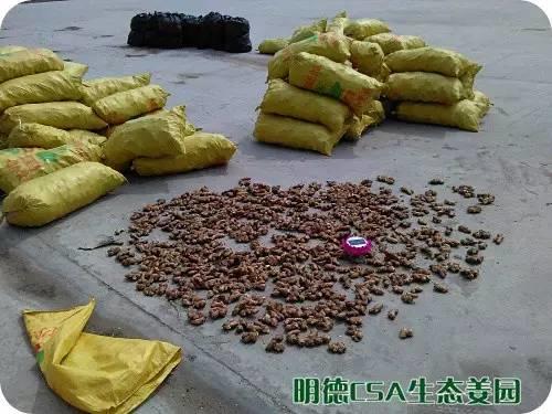 简报：3.5-3.28日 姜园选购 筛选 晾晒姜种3万5千斤