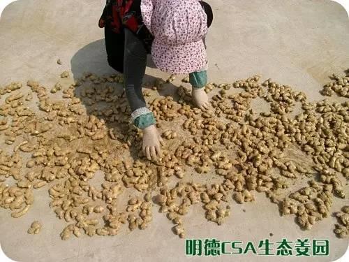 简报：3.5-3.28日 姜园选购 筛选 晾晒姜种3万5千斤