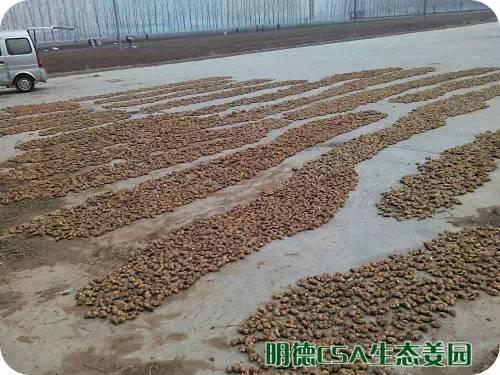 简报：3.5-3.28日 姜园选购 筛选 晾晒姜种3万5千斤