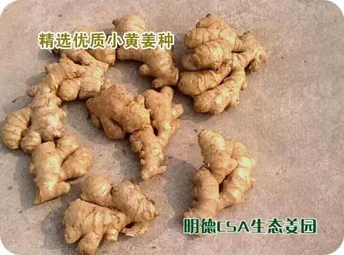 简报：3.5-3.28日 姜园选购 筛选 晾晒姜种3万5千斤