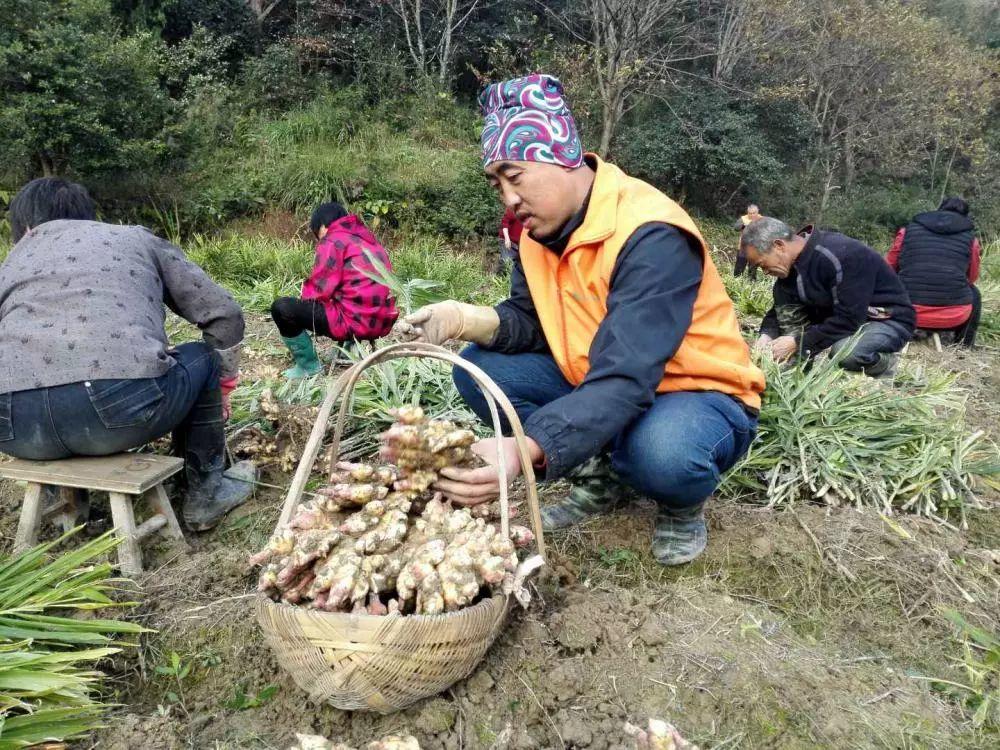 2018年心法农业 福田心耕之明德CSA生态姜园七不小黄薑春耕喜乐开锄感恩节 邀请函 2018年心法农业 福田心耕之明德CSA生态姜园七不小黄薑春耕喜乐开锄感恩节 邀请函