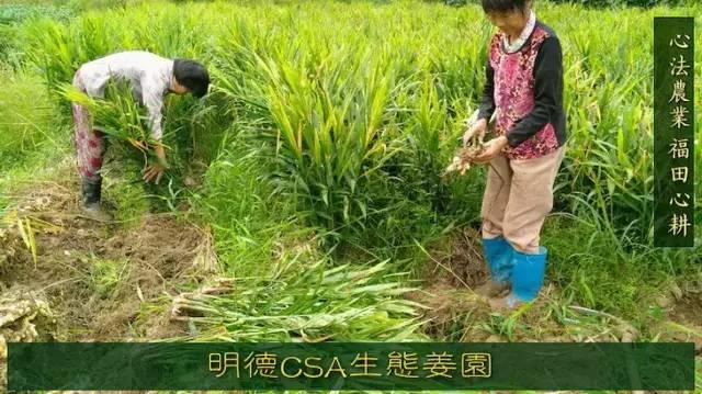 9月新鲜嫩姜新上市了! ‘七不’生态小黄姜生姜 嫩姜1斤 纯正无污染鲜嫩小土姜 明安心法农业 福田心耕 9月新鲜嫩姜新上市了! ‘七不’生态小黄姜生姜 嫩姜1斤 纯正无污染鲜嫩小土姜 明安心法农业 福田心耕