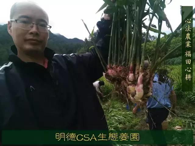 9月新鲜嫩姜新上市了! ‘七不’生态小黄姜生姜 嫩姜1斤 纯正无污染鲜嫩小土姜 明安心法农业 福田心耕 9月新鲜嫩姜新上市了! ‘七不’生态小黄姜生姜 嫩姜1斤 纯正无污染鲜嫩小土姜 明安心法农业 福田心耕