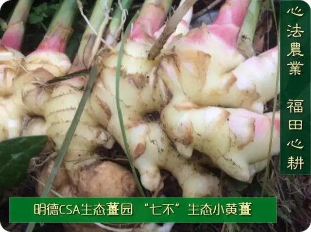 9月新鲜嫩姜新上市了! ‘七不’生态小黄姜生姜 嫩姜1斤 纯正无污染鲜嫩小土姜 明安心法农业 福田心耕 9月新鲜嫩姜新上市了! ‘七不’生态小黄姜生姜 嫩姜1斤 纯正无污染鲜嫩小土姜 明安心法农业 福田心耕