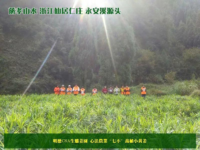 提前订购预售特惠 2019年原始点药用‘七不’小黄姜干姜片1斤 包邮 明德生态姜园心法农业恭制