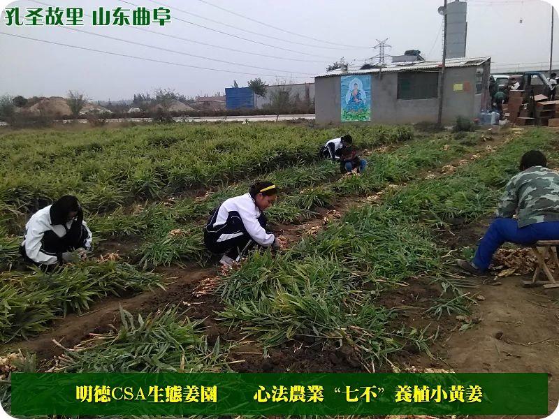 提前订购预售特惠 2019年原始点药用‘七不’小黄姜干姜片1斤 包邮 明德生态姜园心法农业恭制