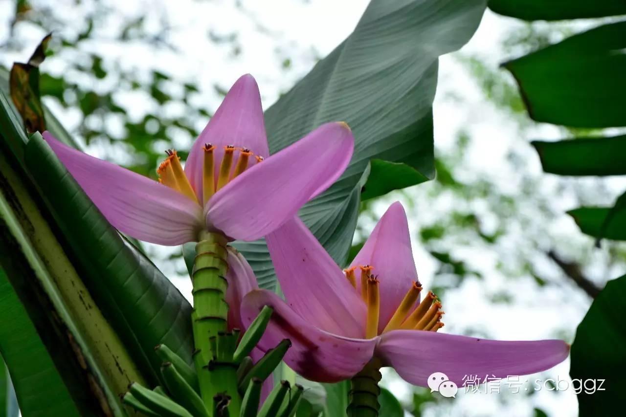 四月姜园 醉美姜花 四月姜园 醉美姜花