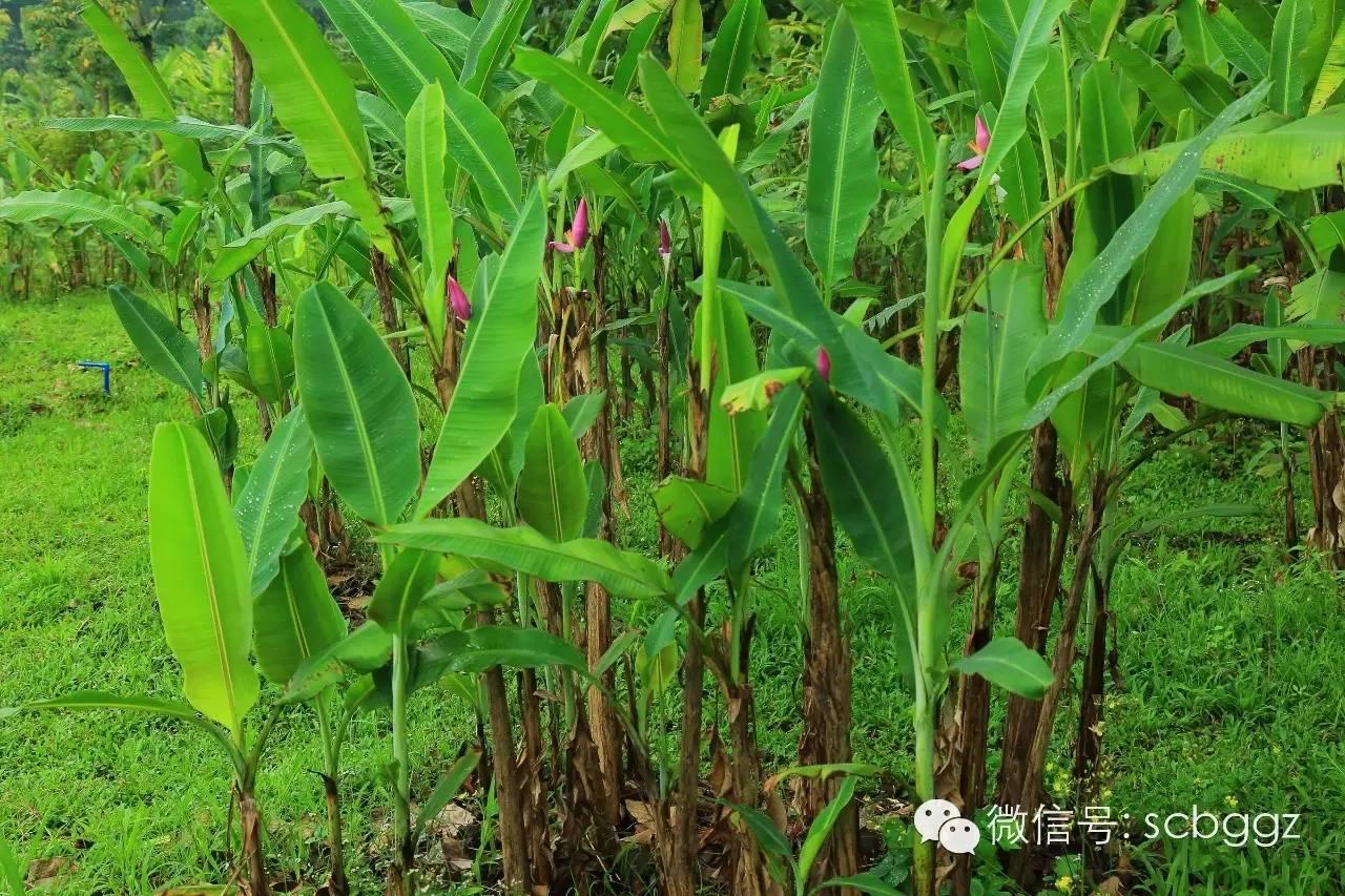 四月姜园 醉美姜花 四月姜园 醉美姜花