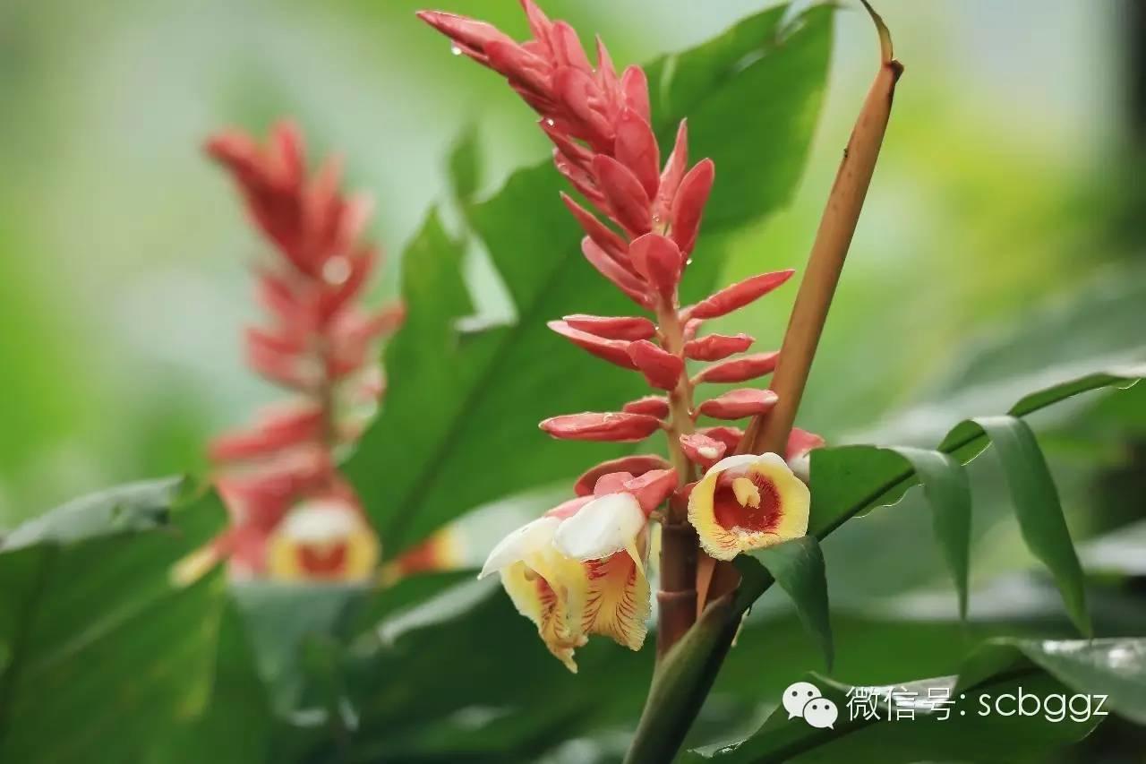 四月姜园 醉美姜花 四月姜园 醉美姜花