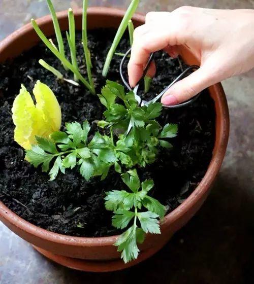 她切了块姜扔到土里，阳台瞬间变菜园，再也不用去买菜！