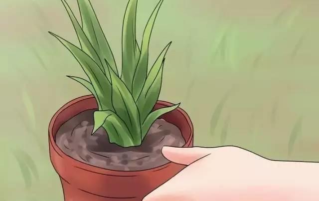 她切了块姜扔到土里，阳台瞬间变菜园，再也不用去买菜！