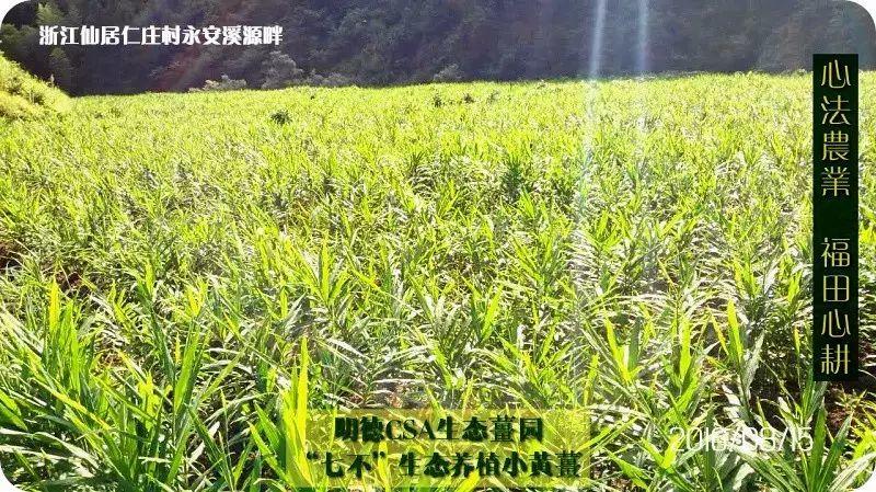 善的热循环 爱的真分享-自然、生态、良心姜品热源免费申请