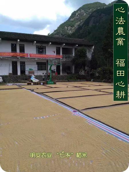 世上第一代心法农业、福田心耕之“七不”生态水稻由明安农业恭献