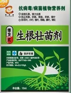 嫩薑、子薑美观可口。民众很喜欢品尝。大家看完此文就不敢再吃了!知道为什么吗? 嫩薑、子薑美观可口。民众很喜欢品尝。大家看完此文就不敢再吃了!知道为什么吗?