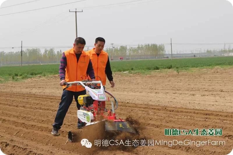 明德CSA生态姜园5月新入股东介绍 原始点志愿者 牛焕义