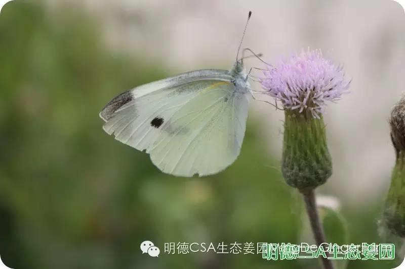 姜园告动物虫鸟先生小姐书