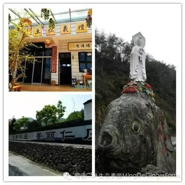 明德CSA生态姜园 浙江仙居仁庄村“七不”小黄姜基地介绍-七不姜 生姜养生网-明德CSA生态姜园&明安农业