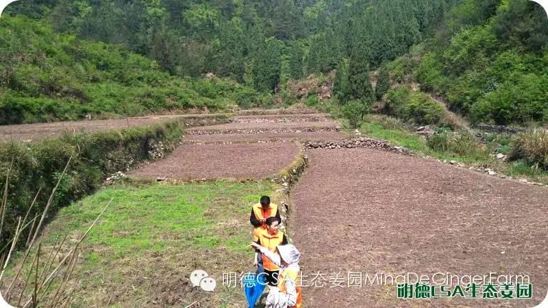 明德CSA生态姜园 浙江仙居仁庄村“七不”小黄姜基地介绍